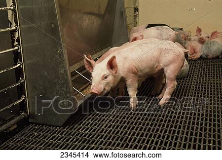 Livestock - Young pigs at a feeder in a confinement facility nursery shortly after being weaned / Iowa, USA. View Large Photo Image Picture - Livestock - Young pigs at a feeder in a confinement facility nursery shortly after being weaned / Iowa, USA.. Fotosearch