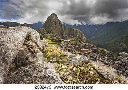 Stock Image - Lizard on the stone wall of Machu Picchu, the ancient lost city of the Incas, one of Peru's top tourist destinations; Peru. Fotosearch