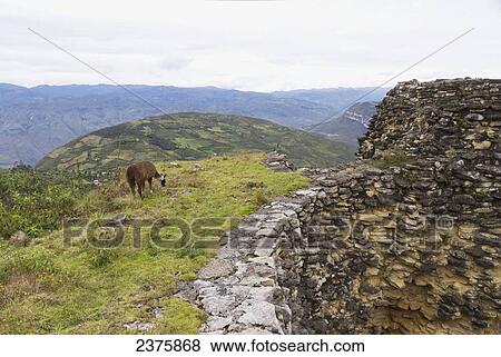 Llama amidst the remains of circular buildings at Kuelap Fortress, Kuelap, Amazonas, Peru View Large Photo Image Stock Photo - Llama amidst the remains of circular buildings at Kuelap Fortress, Kuelap, Amazonas, Peru. Fotosearch
