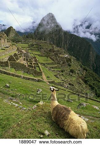 Llama At Machu Picchu View Large Photo Image Stock Photo - Llama At Machu Picchu. Fotosearch