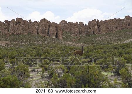 Llama By The Enchanted City Of Stone Rock Formation, Pumiri, Oruro, Bolivia View Large Photo Image Stock Image - Llama By The Enchanted City Of Stone Rock Formation, Pumiri, Oruro, Bolivia. Fotosearch