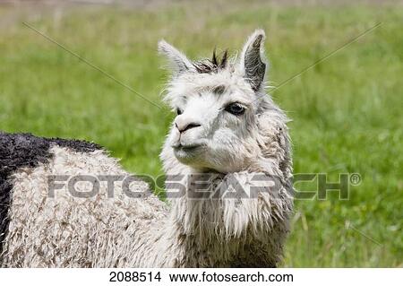 Picture - Llama, Chavin De Huantar, Ancash, Peru. Fotosearch