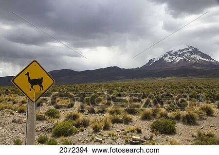 Llama Crossing Sign And Nevado Sajama, Sajama National Park, Oruro Department, Bolivia View Large Photo Image Picture - Llama Crossing Sign And Nevado Sajama, Sajama National Park, Oruro Department, Bolivia. Fotosearch
