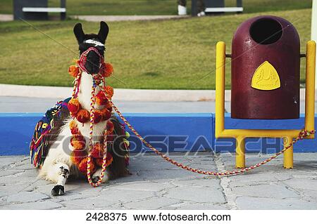 Stock Photography - Llama dressed in decorative blanket and pompoms sitting tethered; Chimbote, Peru. Fotosearch