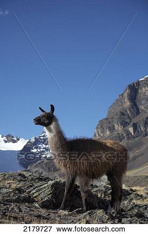 Stock Photo - Llama in the Cordillera Real Bolivia. Fotosearch