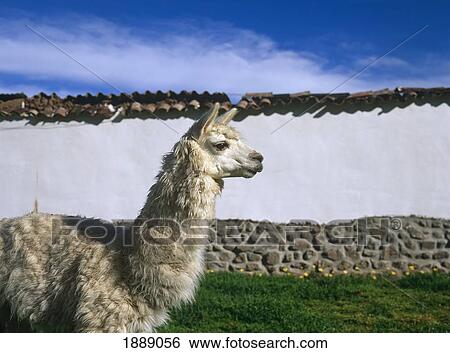 Stock Photograph - Llama Infront Of Wall, Side View. Fotosearch