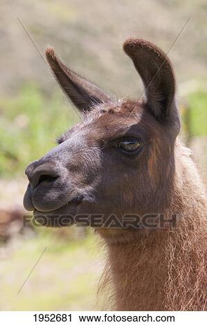 Stock Image - Llama (Lama glama), Jatun Yampara Indigenous Community, Chuquisaca Department, Bolivia. Fotosearch