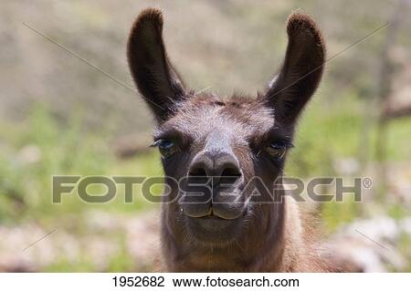 Llama (Lama Glama), Jatun Yampara Indigenous Community, Chuquisaca Department, Bolivia View Large Photo Image Stock Image - Llama (Lama Glama), Jatun Yampara Indigenous Community, Chuquisaca Department, Bolivia. Fotosearch