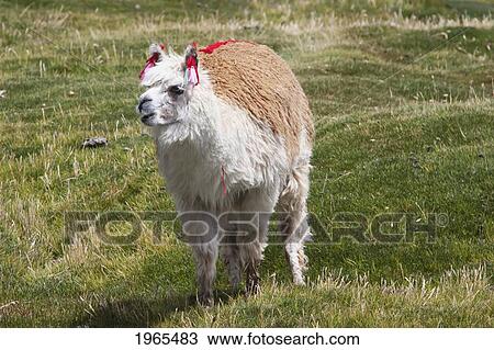 Stock Image - Llama (Lama Glama), Lauca National Park, Arica & Parinacota Region, Chile. Fotosearch