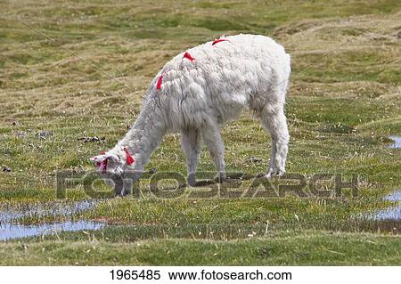 Stock Photography - Llama (Lama Glama), Lauca National Park, Arica & Parinacota Region, Chile. Fotosearch