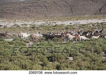 Stock Photo - Llama Train Near The Village Of San Juan, Potosi Department, Bolivia. Fotosearch