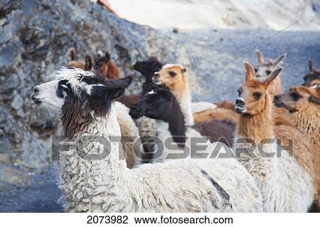 Stock Image - Llama Train On The El Choro Pre-Columbian Road In The Cordillera Real, La Paz Department, Bolivia. Fotosearch