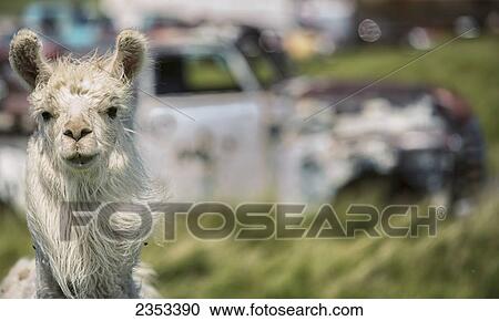 Llama Walking Around A Junkyard; Wood Mountain, Saskatchewan, Canada View Large Photo Image Stock Image - Llama Walking Around A Junkyard; Wood Mountain, Saskatchewan, Canada. Fotosearch