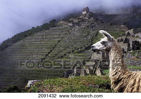 Llama With Terraces Of Machu Picchu, The Inca Trail, Peru. View Large Photo Image Stock Image - Llama With Terraces Of Machu Picchu, The Inca Trail, Peru.. Fotosearch