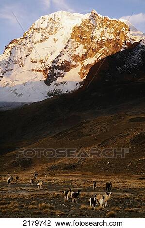 Llamas Grazing With Peak Of Huayna Potosi Behind Cordillera Real Bolivia View Large Photo Image Stock Image - Llamas Grazing With Peak Of Huayna Potosi Behind Cordillera Real Bolivia. Fotosearch