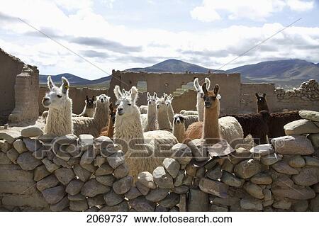 Llamas In A Pen, Pasajes, Tarija, Bolivia View Large Photo Image Stock Photo - Llamas In A Pen, Pasajes, Tarija, Bolivia. Fotosearch