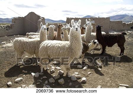 Stock Photograph - Llamas In A Pen, Pasajes, Tarija, Bolivia. Fotosearch