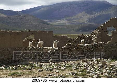 Llamas In A Pen, Pasajes, Tarija, Bolivia View Large Photo Image Stock Photography - Llamas In A Pen, Pasajes, Tarija, Bolivia. Fotosearch