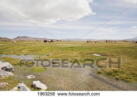 Stock Photo - Llamas (Lama Glama) By Laguna Chungara, Lauca National Park, Arica And Parinacota Region, Chile. Fotosearch