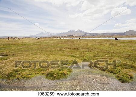 Llamas (Lama Glama) By Laguna Chungara, Lauca National Park, Arica And Parinacota Region, Chile View Large Photo Image Stock Photo - Llamas (Lama Glama) By Laguna Chungara, Lauca National Park, Arica And Parinacota Region, Chile. Fotosearch