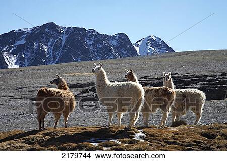 Picture - Llamas On A High Plateau In The Cordillera Real Bolivia. Fotosearch