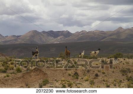 Llamas, Pumiri, Oruro, Bolivia View Large Photo Image Stock Image - Llamas, Pumiri, Oruro, Bolivia. Fotosearch