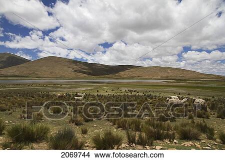 Picture - Llamas, Sama National Park, Tarija, Bolivia. Fotosearch