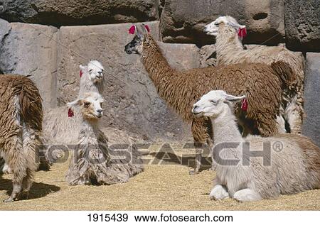 Llamas View Large Photo Image Stock Photo - Llamas. Fotosearch