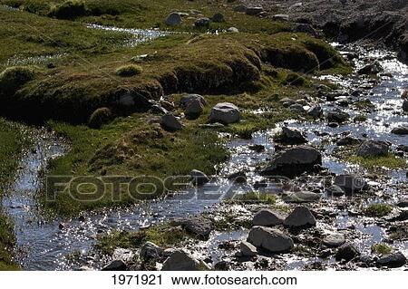 Llareta (Azorella Compacta) By A Stream, Amincha, Antofagasta Region, Chile View Large Photo Image Stock Image - Llareta (Azorella Compacta) By A Stream, Amincha, Antofagasta Region, Chile. Fotosearch