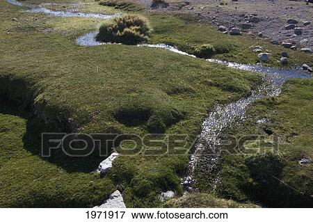Stock Photo - Llareta (Azorella Compacta) By A Stream, Amincha, Antofagasta Region, Chile. Fotosearch
