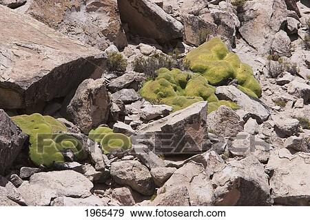 Stock Photo - Llareta (Azorella Compacta), Lauca National Park, Arica & Parinacota Region, Chile. Fotosearch