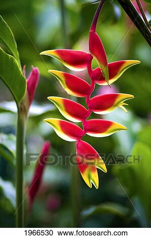 Stock Image - Lobster Claw Heliconia Blossom.. Fotosearch