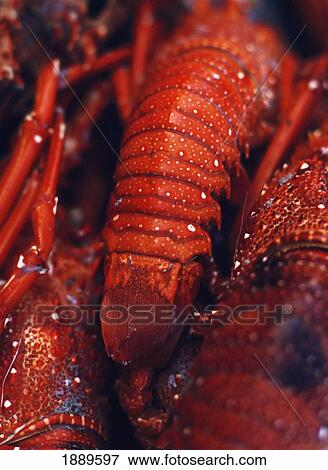 Lobster Claws For Sale In Market, Close Up View Large Photo Image Stock Photo - Lobster Claws For Sale In Market, Close Up. Fotosearch