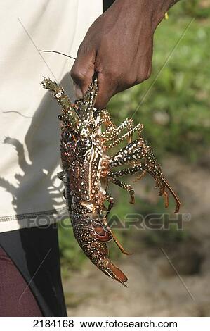 Stock Photo - Lobster, Sosua, Dominican Republic.. Fotosearch