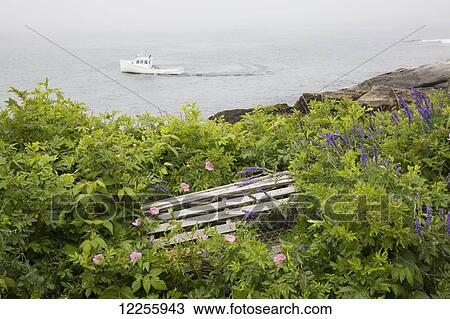 Lobster trap among wild roses and vetch above rocky beach with lobster boat working in the background, Pemaquid Peninsula; Maine, United States of America View Large Photo Image Stock Image - Lobster trap among wild roses and vetch above rocky beach with lobster boat working in the background, Pemaquid Peninsula; Maine, United States of America. Fotosearch