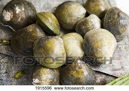 Local Farmed Giant Clams For Sale View Large Photo Image Stock Photograph - Local Farmed Giant Clams For Sale. Fotosearch