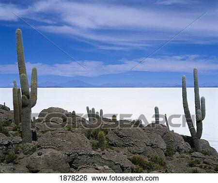 Stock Photograph - Local Flora, Uyuni Salt Flat. Fotosearch