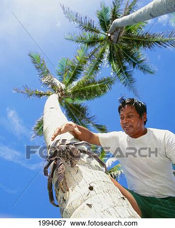 Stock Photo - Local Man About To Capture A Coconut Crab On Palm Tree, View From Below. Fotosearch