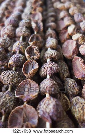 Stock Photo - Local nuts for sale; Timor-Leste. Fotosearch