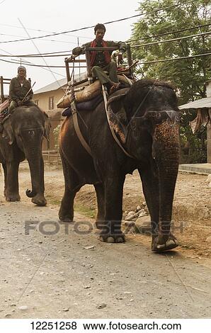 Stock Photo - Local people riding elephants in the street; Sauraha, Chitwan province, Nepal. Fotosearch