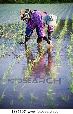 Stock Photo - Local Planting Rice By Hand. Fotosearch