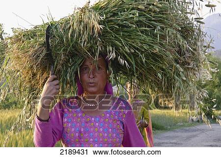 Stock Image - Local Villager In Pink Balances Her Wheat Harvest On Her Head In The Late Afternoon., Bir, Himachal Pradesh, India. Fotosearch