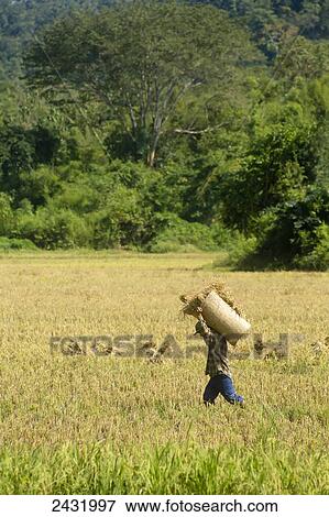 Stock Photo - Local villager working in the field harvesting rice outside of Luang Prabang; Laos. Fotosearch