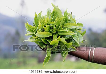 Stock Photograph - Local Woman Holding Tea, Hill Country, Sri Lanka.. Fotosearch