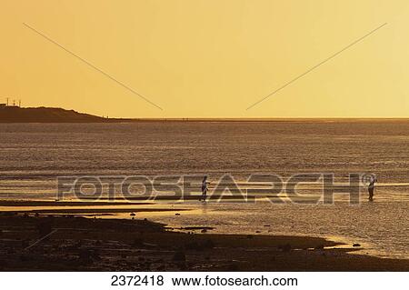Locals Searching For New Zealand Mussels At Sunset On The Raglan Peninsula; New Zealand View Large Photo Image Stock Photo - Locals Searching For New Zealand Mussels At Sunset On The Raglan Peninsula; New Zealand. Fotosearch