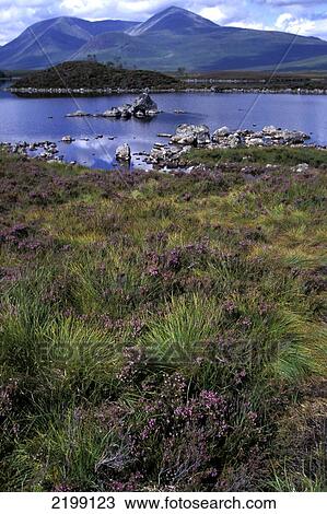 Loch Ba Near Summit Of Rannoch Moor In Highlands In Ben Nevis And Glen Coe National Scenic Area, Scotland. View Large Photo Image Stock Image - Loch Ba Near Summit Of Rannoch Moor In Highlands In Ben Nevis And Glen Coe National Scenic Area, Scotland.. Fotosearch