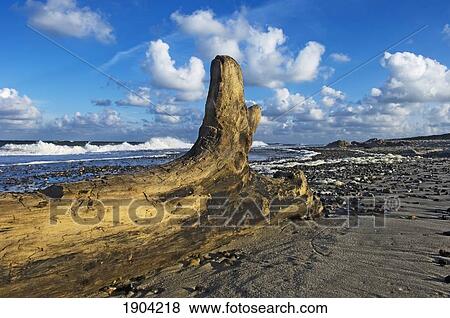 Log On Beach At West Jutland, Jutland, Denmark View Large Photo Image Stock Photo - Log On Beach At West Jutland, Jutland, Denmark. Fotosearch