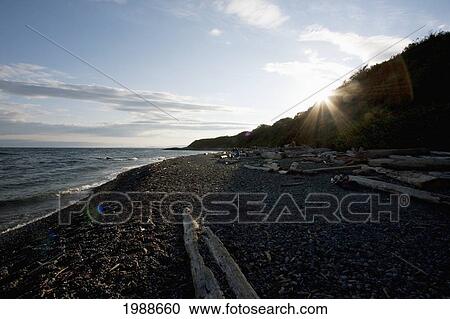 Stock Image - Logs On The Beach By Beacon Hill Park, Victoria, British Columbia, Canada. Fotosearch