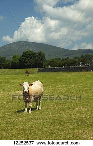 Stock Photo - Lone cow in a field in Ballymurphy village; County Carlow, Ireland. Fotosearch