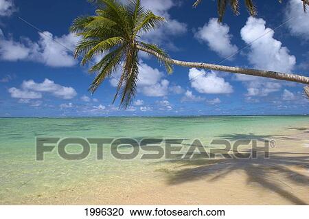 Stock Image - Lone Palm Tree Leaning Over Beach With Shadow, Dramatic Sky, Turquoise Ocean. Fotosearch